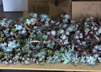 미국 희귀식물 한국 밀수출 한인 남성, 연방교도소 2년형