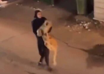 도로에서 사자 번쩍들어올린 여성 “우리집 반려동물이요”