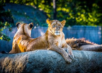 동물원들서 코로나 확산 중  “새 변이 출현 가능성 크게 높아져”