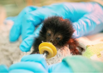 ’34g’ 새끼 원숭이, 너무 작아 어미에게 버림받아