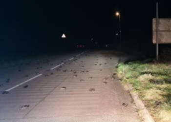 원인 모를 새떼 추락사 “공포영화 같다”