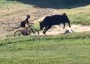 [이런일도]성난 소 습격으로 산악자전거대회 난장판