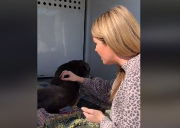 [이런일도] 북가주서 길 잃은 개, 12년 만에 주인 찾아