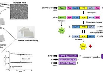렘데시비르보다 4.5배 강한 항코로나 한약재 찾았다