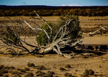 미 서부, 20년간 1200년만의 최악 대가뭄 몸살