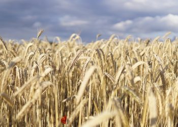 세계 식량가격지수 11년 내 최고치