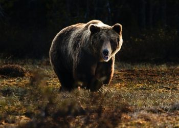 곰 사냥 중 총기 오발 동생 숨지자 자살