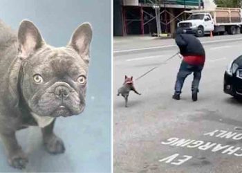 LA서 ‘권총위협’ 개 도둑..하루 만에 되찾아