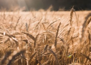 밀가격 72% 급등…”식량난 불 보듯..가격 더 오른다”