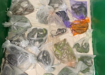 몸 구석구석 뱀 1,700마리 감춰 국경 밀반입 LA 남성 체포