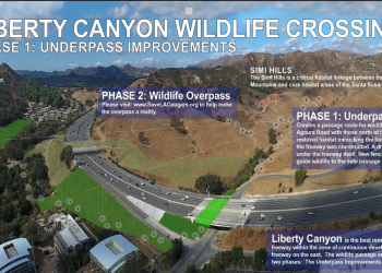 LA 101번 프리웨이 횡단, 세계최대 야생동물 다리 건설