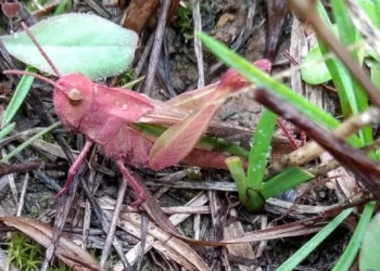 텍사스서 분홍색 메뚜기 발견