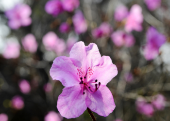 [Science] “자연 대칭성의 놀라운 이유 밝혀졌다”