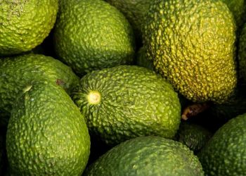 “아보카도 너무 비싸” 24년만에 최고치…”81% 상승”