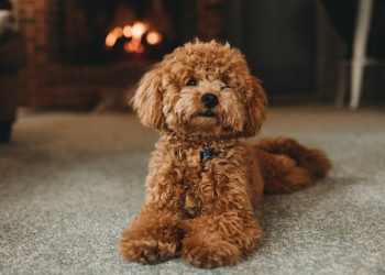 “나야? 애완견이야?” 고층아파트서 남편 아끼는 푸들 던져