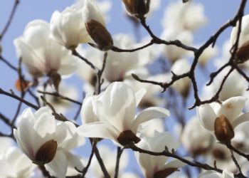 [김학천 칼럼(45)]” 무의미한 삶, 그래도 4월엔 ‘샨티 샨티 샨티!’ “