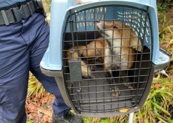 [이런일도]연방 의사당서 여우에게 물려..6명 피해