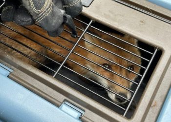 [화제] 연방 의사당 ‘여우’, 결국 안락사..알고보니 광견병