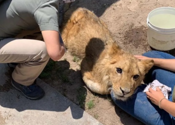 6개월 아기사자, 송곳니·발톱 뽑힌 채 거리 버려져
