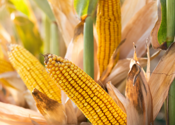 국제 옥수수값 9년만에 최고치..애그플레이션 가속