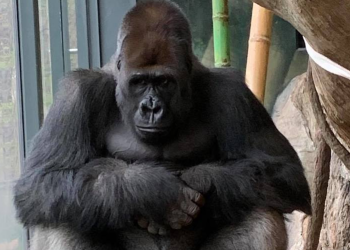 고릴라도 스마트폰 중독된다.. 화면 보느라 공격 눈치 못 채