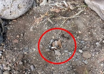 입·코만 남기고 강아지 땅속에 생매장