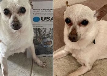 미국 21살 치와와, 현존 최고령 개…기네스 등재