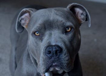 1살 아이 공격한 애완견, 엄마가 칼로 찔러 저지