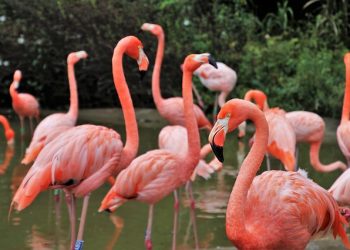 미 동물원들, 새들이 사라졌다