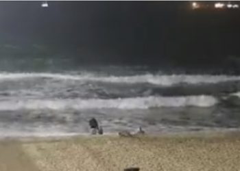 헌팅턴비치 여자 아이 문 코요테 사살..DNA 확인