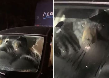 [이런일도] 얼떨결에 차에 갇힌 곰, 사람 보더니 보인 반응?