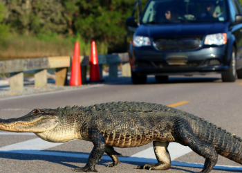 “현관 앞에서 입 벌린 채 쫒아와”…악어 꼬리에 붙잡힌 텍사스 여성