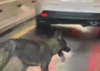 ‘실종’ 뉴욕 7개월 강아지, 11일만에 강 건너 뉴저지서 발견