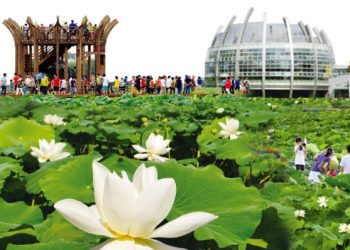 [한국 가면] “향기에 반하다” 무안연꽃축제, 7월 21~24일