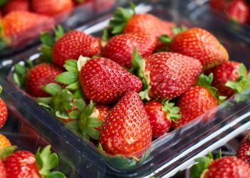 시판 유기농 딸기 A형 간염 발생…FDA 조사 착수