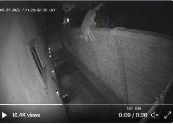 담 넘은 코요테 방안 침입, 혼자 있던 여성 기겁(영상)