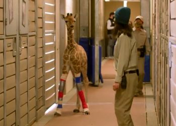 [화제]못 걷던 새끼 기린, 교정기 달고서 기뻐 ‘껑충’