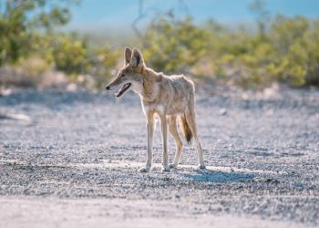 헌팅턴비치 여자 아이 문 코요테 사살..DNA 확인