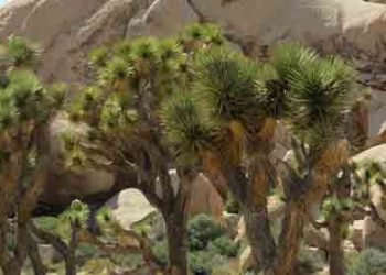 조슈아 트리 훔쳐가지 마세요. 최대 2만달러 벌금