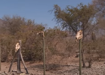 수자원 완전 붕괴, ‘물 배당권’ 주식처럼 거래…‘13년 가뭄’ 칠레의 현실