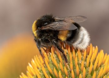 법원, “캘리포니아 범블비는 물고기” 판결