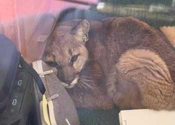 북가주 고교 침입한 새끼 퓨마…교실 바닥 누워 사진도 ‘찰칵’