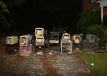 미 동물보호단체 대표, 추악한 동물학대범…자택서 개 28마리 사체 발견