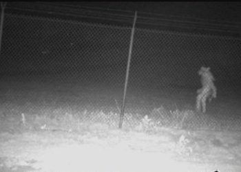 [이런 일도] 텍사스 동물원 괴생물체 포착..동물도 사람도 아닌 모습