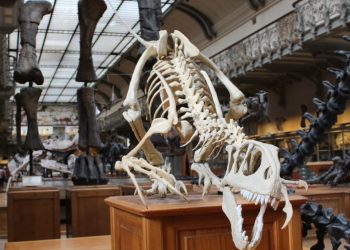 “캘리포니아는 공룡 천국이었다”…공룡 화석 가장 많아