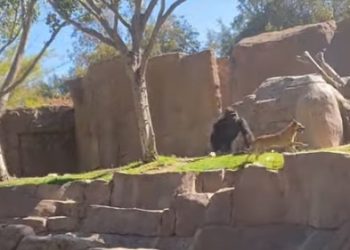 샌디에고 사파리 길 잃은 강아지…고릴라와 추격전(영상)