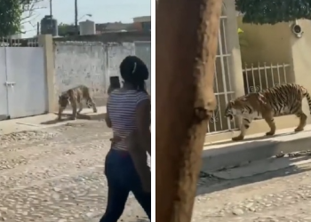 ‘기절초풍’ 거리 배회 호랑이…소유 합법 멕시코, 한 마리 35달러
