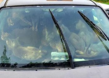 폭염 속 홈리스 차에 살던 고양이 47마리 구조