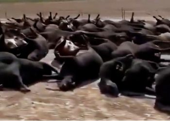 폭염에 소 수천마리 떼죽음…사체 벌판 뒤덮어 ‘충격’