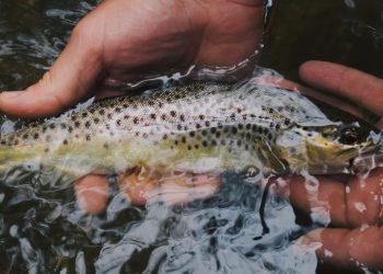 가주 송어 공급부족 비상..부화장 송어 35만 마리 감염, 폐사시켜야